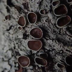 Corticolous in beech remnant, Lake Ōhau Canterbury.<br>Photographer: Marley Ford, Date taken: 21/01/2021, Licence: <a target='_blank' href='https://creativecommons.org/licenses/by/4.0'>CC BY</a>. <a class='member-message' href='/nzpcn/why-join-nzpcn/' target='_blank'>Members can view a larger version of this image.</a>