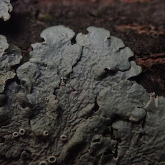 Corticolous in beech remnant, Lake Ōhau Canterbury.<br>Photographer: Marley Ford, Date taken: 21/01/2021, Licence: <a target='_blank' href='https://creativecommons.org/licenses/by/4.0'>CC BY</a>. <a class='member-message' href='/nzpcn/why-join-nzpcn/' target='_blank'>Members can view a larger version of this image.</a>