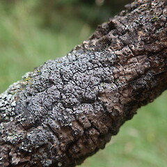 Corticolous on kanuka, Waimata Gisborne.<br>Photographer: Marley Ford, Date taken: 27/02/2022, Licence: <a target='_blank' href='https://creativecommons.org/licenses/by-nc/4.0'>CC BY-NC</a>. <a class='member-message' href='/nzpcn/why-join-nzpcn/' target='_blank'>Members can view a larger version of this image.</a>