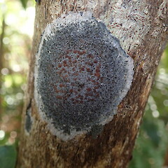 Corticolous, Huia Auckland.<br>Photographer: Marley Ford, Date taken: 25/05/2019, Licence: <a target='_blank' href='https://creativecommons.org/licenses/by-nc/4.0'>CC BY-NC</a>. <a class='member-message' href='/nzpcn/why-join-nzpcn/' target='_blank'>Members can view a larger version of this image.</a>
