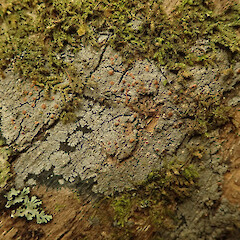 Common lichen in broadleaf forest, Hokianga Northland.<br>Photographer: Marley Ford, Date taken: 24/12/2019, Licence: <a target='_blank' href='https://creativecommons.org/licenses/by/4.0'>CC BY</a>. <a class='member-message' href='/nzpcn/why-join-nzpcn/' target='_blank'>Members can view a larger version of this image.</a>
