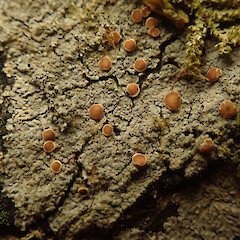 Common lichen in broadleaf forest, Hokianga Northland.<br>Photographer: Marley Ford, Date taken: 24/12/2019, Licence: <a target='_blank' href='https://creativecommons.org/licenses/by/4.0'>CC BY</a>. <a class='member-message' href='/nzpcn/why-join-nzpcn/' target='_blank'>Members can view a larger version of this image.</a>