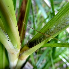 Abundant hairs in leaf axil. Gordon Park Scenic Reserve, Whanganui.<br>Photographer: Colin C. Ogle, Date taken: 26/01/2023, Licence: <a target='_blank' href='https://creativecommons.org/licenses/by-nc/4.0'>CC BY-NC</a>.