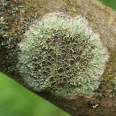 Caloplaca homologa