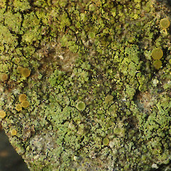 Apothecia in semi shade, Bullock Track Dunedin.<br>Photographer: Allison Knight, Date taken: 09/07/2020, Licence: <a target='_blank' href='https://creativecommons.org/licenses/by/4.0'>CC BY</a>. <a class='member-message' href='/nzpcn/why-join-nzpcn/' target='_blank'>Members can view a larger version of this image.</a>
