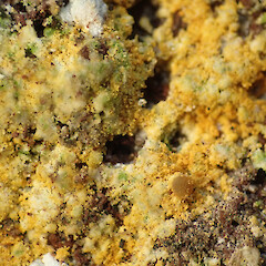Apothecium, Bullock Track Dunedin.<br>Photographer: Allison Knight, Date taken: 09/07/2020, Licence: <a target='_blank' href='https://creativecommons.org/licenses/by/4.0'>CC BY</a>. <a class='member-message' href='/nzpcn/why-join-nzpcn/' target='_blank'>Members can view a larger version of this image.</a>
