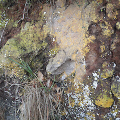 Habitat, Bullock Track Dunedin.<br>Photographer: Allison Knight, Date taken: 09/07/2020, Licence: <a target='_blank' href='https://creativecommons.org/licenses/by/4.0'>CC BY</a>. <a class='member-message' href='/nzpcn/why-join-nzpcn/' target='_blank'>Members can view a larger version of this image.</a>