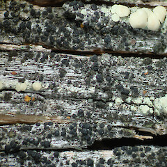 Habitat, Tunnel Beach Dunedin.<br>Photographer: Allison Knight, Date taken: 12/03/2012, Licence: <a target='_blank' href='https://creativecommons.org/licenses/by/4.0'>CC BY</a>. <a class='member-message' href='/nzpcn/why-join-nzpcn/' target='_blank'>Members can view a larger version of this image.</a>