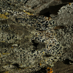 On driftwood, Waikanae Kapiti.<br>Photographer: Allison Knight, Date taken: 27/05/2009, Licence: <a target='_blank' href='https://creativecommons.org/licenses/by/4.0'>CC BY</a>. <a class='member-message' href='/nzpcn/why-join-nzpcn/' target='_blank'>Members can view a larger version of this image.</a>
