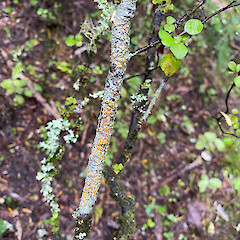 On mountain beech, Knights Bush.<br>Photographer: Allison Knight, Date taken: 06/12/2021, Licence: <a target='_blank' href='https://creativecommons.org/licenses/by/4.0'>CC BY</a>. <a class='member-message' href='/nzpcn/why-join-nzpcn/' target='_blank'>Members can view a larger version of this image.</a>