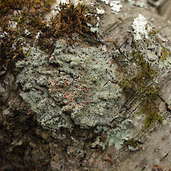 Habitat.<br>Photographer: Allison Knight, Date taken: 06/02/2011, Licence: <a target='_blank' href='https://creativecommons.org/licenses/by/4.0'>CC BY</a>. <a class='member-message' href='/nzpcn/why-join-nzpcn/' target='_blank'>Members can view a larger version of this image.</a>