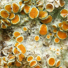 Apothecia sowing orange pruina, Waikanae.<br>Photographer: Allison Knight, Date taken: 15/05/2009, Licence: <a target='_blank' href='https://creativecommons.org/licenses/by/4.0'>CC BY</a>. <a class='member-message' href='/nzpcn/why-join-nzpcn/' target='_blank'>Members can view a larger version of this image.</a>