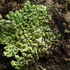 Photographer: Melissa Hutchison, Date taken: 26/01/2021, Licence: <a target='_blank' href='https://creativecommons.org/licenses/by-nc/4.0'>CC BY-NC</a>. <a class='member-message' href='/nzpcn/why-join-nzpcn/' target='_blank'>Members can view a larger version of this image.</a>