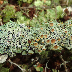 Photographer: Melissa Hutchison, Date taken: 05/10/2020, Licence: <a target='_blank' href='https://creativecommons.org/licenses/by-nc/4.0'>CC BY-NC</a>. <a class='member-message' href='/nzpcn/why-join-nzpcn/' target='_blank'>Members can view a larger version of this image.</a>