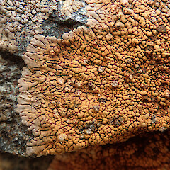 Placopsis lateritioides