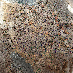 Photographer: Melissa Hutchison, Date taken: 09/01/2022, Licence: <a target='_blank' href='https://creativecommons.org/licenses/by-nc/4.0'>CC BY-NC</a>. <a class='member-message' href='/nzpcn/why-join-nzpcn/' target='_blank'>Members can view a larger version of this image.</a>
