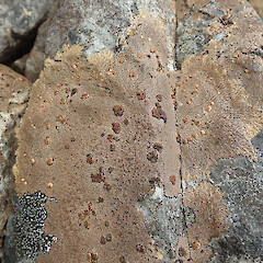 Photographer: Melissa Hutchison, Date taken: 09/01/2022, Licence: <a target='_blank' href='https://creativecommons.org/licenses/by-nc/4.0'>CC BY-NC</a>. <a class='member-message' href='/nzpcn/why-join-nzpcn/' target='_blank'>Members can view a larger version of this image.</a>
