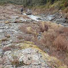Habitat.<br>Photographer: Melissa Hutchison, Date taken: 09/10/2022, Licence: <a target='_blank' href='https://creativecommons.org/licenses/by-nc/4.0'>CC BY-NC</a>. <a class='member-message' href='/nzpcn/why-join-nzpcn/' target='_blank'>Members can view a larger version of this image.</a>