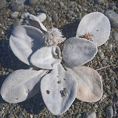Photographer: William Reinders, Date taken: 11/02/2023, Licence: <a target='_blank' href='https://creativecommons.org/licenses/by-nc/4.0'>CC BY-NC</a>. <a class='member-message' href='/nzpcn/why-join-nzpcn/' target='_blank'>Members can view a larger version of this image.</a>