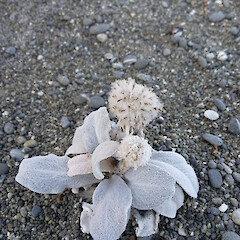 Photographer: William Reinders, Date taken: 11/02/2023, Licence: <a target='_blank' href='https://creativecommons.org/licenses/by-nc/4.0'>CC BY-NC</a>. <a class='member-message' href='/nzpcn/why-join-nzpcn/' target='_blank'>Members can view a larger version of this image.</a>