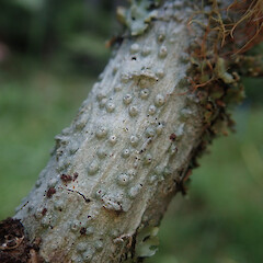 Corticolous on Pinus radiata, Kaipara Flats.<br>Photographer: Marley Ford, Date taken: 22/02/2022, Licence: <a target='_blank' href='https://creativecommons.org/licenses/by/4.0'>CC BY</a>. <a class='member-message' href='/nzpcn/why-join-nzpcn/' target='_blank'>Members can view a larger version of this image.</a>