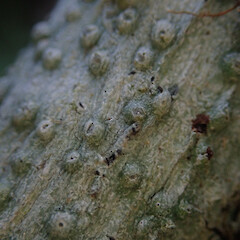 Corticolous on Pinus radiata, Kaipara Flats.<br>Photographer: Marley Ford, Date taken: 22/02/2022, Licence: <a target='_blank' href='https://creativecommons.org/licenses/by/4.0'>CC BY</a>. <a class='member-message' href='/nzpcn/why-join-nzpcn/' target='_blank'>Members can view a larger version of this image.</a>