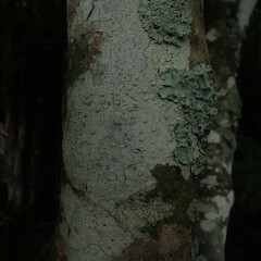Local corticolous lichen on Myrsine australis, Papakura Auckland.<br>Photographer: Marley Ford, Date taken: 04/05/2022, Licence: <a target='_blank' href='https://creativecommons.org/licenses/by/4.0'>CC BY</a>. <a class='member-message' href='/nzpcn/why-join-nzpcn/' target='_blank'>Members can view a larger version of this image.</a>