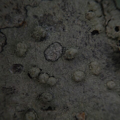 Local corticolous lichen on Myrsine australis, Papakura Auckland.<br>Photographer: Marley Ford, Date taken: 04/05/2022, Licence: <a target='_blank' href='https://creativecommons.org/licenses/by/4.0'>CC BY</a>. <a class='member-message' href='/nzpcn/why-join-nzpcn/' target='_blank'>Members can view a larger version of this image.</a>