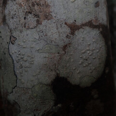 Local corticolous lichen on Myrsine australis, Papakura Auckland.<br>Photographer: Marley Ford, Date taken: 04/05/2022, Licence: <a target='_blank' href='https://creativecommons.org/licenses/by/4.0'>CC BY</a>. <a class='member-message' href='/nzpcn/why-join-nzpcn/' target='_blank'>Members can view a larger version of this image.</a>