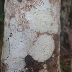 Local corticolous lichen on Myrsine australis, Papakura Auckland.<br>Photographer: Marley Ford, Date taken: 04/05/2022, Licence: <a target='_blank' href='https://creativecommons.org/licenses/by/4.0'>CC BY</a>. <a class='member-message' href='/nzpcn/why-join-nzpcn/' target='_blank'>Members can view a larger version of this image.</a>
