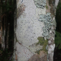 Local corticolous lichen on Myrsine australis, Papakura Auckland.<br>Photographer: Marley Ford, Date taken: 04/05/2022, Licence: <a target='_blank' href='https://creativecommons.org/licenses/by/4.0'>CC BY</a>. <a class='member-message' href='/nzpcn/why-join-nzpcn/' target='_blank'>Members can view a larger version of this image.</a>