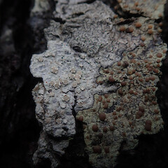 Corticolous on Pinus radiata with Lecanora flavopallida, Hokianga Far North.<br>Photographer: Marley Ford, Date taken: 30/05/2021, Licence: <a target='_blank' href='https://creativecommons.org/licenses/by/4.0'>CC BY</a>. <a class='member-message' href='/nzpcn/why-join-nzpcn/' target='_blank'>Members can view a larger version of this image.</a>
