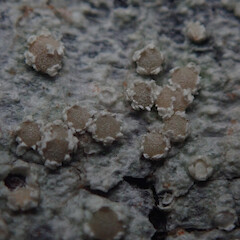 Corticolous on Pinus radiata with Lecanora flavopallida, Hokianga Far North.<br>Photographer: Marley Ford, Date taken: 30/05/2021, Licence: <a target='_blank' href='https://creativecommons.org/licenses/by/4.0'>CC BY</a>. <a class='member-message' href='/nzpcn/why-join-nzpcn/' target='_blank'>Members can view a larger version of this image.</a>