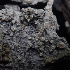 Corticolous on Pinus radiata with Lecanora flavopallida, Hokianga Far North.<br>Photographer: Marley Ford, Date taken: 30/05/2021, Licence: <a target='_blank' href='https://creativecommons.org/licenses/by/4.0'>CC BY</a>. <a class='member-message' href='/nzpcn/why-join-nzpcn/' target='_blank'>Members can view a larger version of this image.</a>