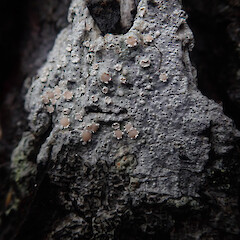 Corticolous on Pinus radiata with Lecanora flavopallida, Hokianga Far North.<br>Photographer: Marley Ford, Date taken: 30/05/2021, Licence: <a target='_blank' href='https://creativecommons.org/licenses/by/4.0'>CC BY</a>. <a class='member-message' href='/nzpcn/why-join-nzpcn/' target='_blank'>Members can view a larger version of this image.</a>