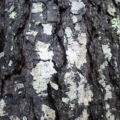 Corticolous on Pinus radiata with Lecanora flavopallida, Hokianga Far North.<br>Photographer: Marley Ford, Date taken: 30/05/2021, Licence: <a target='_blank' href='https://creativecommons.org/licenses/by-nc/4.0'>CC BY-NC</a>. <a class='member-message' href='/nzpcn/why-join-nzpcn/' target='_blank'>Members can view a larger version of this image.</a>