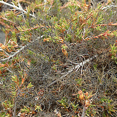 Torlesse Range.<br>Photographer: Melissa Hutchison, Date taken: 29/01/2023, Licence: <a target='_blank' href='https://creativecommons.org/licenses/by-nc/4.0'>CC BY-NC</a>. <a class='member-message' href='/nzpcn/why-join-nzpcn/' target='_blank'>Members can view a larger version of this image.</a>