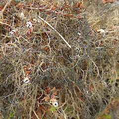 Torlesse Range.<br>Photographer: Melissa Hutchison, Date taken: 29/01/2023, Licence: <a target='_blank' href='https://creativecommons.org/licenses/by-nc/4.0'>CC BY-NC</a>. <a class='member-message' href='/nzpcn/why-join-nzpcn/' target='_blank'>Members can view a larger version of this image.</a>