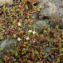 Photographer: Melissa Hutchison, Date taken: 21/02/2020, Licence: <a target='_blank' href='https://creativecommons.org/licenses/by-nc/4.0'>CC BY-NC</a>. <a class='member-message' href='/nzpcn/why-join-nzpcn/' target='_blank'>Members can view a larger version of this image.</a>