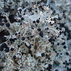 Stereocaulon colensoi