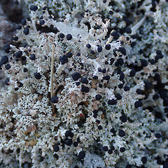 Mt Ruapehu.<br>Photographer: Melissa Hutchison, Date taken: 15/08/2021, Licence: <a target='_blank' href='https://creativecommons.org/licenses/by-nc/4.0'>CC BY-NC</a>. <a class='member-message' href='/nzpcn/why-join-nzpcn/' target='_blank'>Members can view a larger version of this image.</a>