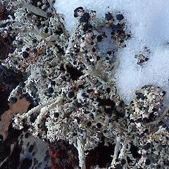Mt Ruapehu.<br>Photographer: Melissa Hutchison, Date taken: 07/10/2022, Licence: <a target='_blank' href='https://creativecommons.org/licenses/by-nc/4.0'>CC BY-NC</a>. <a class='member-message' href='/nzpcn/why-join-nzpcn/' target='_blank'>Members can view a larger version of this image.</a>