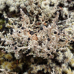 Mt Ruapehu.<br>Photographer: Melissa Hutchison, Date taken: 09/10/2022, Licence: <a target='_blank' href='https://creativecommons.org/licenses/by-nc/4.0'>CC BY-NC</a>. <a class='member-message' href='/nzpcn/why-join-nzpcn/' target='_blank'>Members can view a larger version of this image.</a>