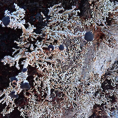 Mt Ruapehu.<br>Photographer: Melissa Hutchison, Date taken: 07/10/2022, Licence: <a target='_blank' href='https://creativecommons.org/licenses/by-nc/4.0'>CC BY-NC</a>. <a class='member-message' href='/nzpcn/why-join-nzpcn/' target='_blank'>Members can view a larger version of this image.</a>