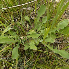 Partially shaded plant, Eyre Mountains, Southland.<br>Photographer: Jesse Bythell, Date taken: 04/01/2023, Licence: <a target='_blank' href='https://creativecommons.org/licenses/by-nc/4.0'>CC BY-NC</a>. <a class='member-message' href='/nzpcn/why-join-nzpcn/' target='_blank'>Members can view a larger version of this image.</a>