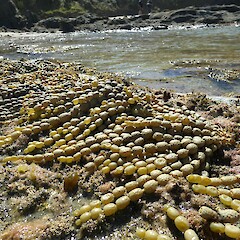 Exposed on a rocky shore by the retreating tide, Southland.<br>Photographer: Jesse Bythell, Date taken: 25/02/2023, Licence: <a target='_blank' href='https://creativecommons.org/licenses/by-nc/4.0'>CC BY-NC</a>. <a class='member-message' href='/nzpcn/why-join-nzpcn/' target='_blank'>Members can view a larger version of this image.</a>