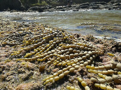 Neptune's-necklace seaweed is found in tide pools in New-Zealand. It's easy  to see how it got it's name since it looks like… | South island, Tide  pools, New zealand