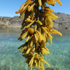 Cystophora torulosa
