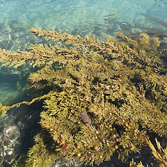 Cystophora scalaris