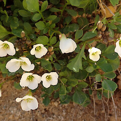 Photographer: Melissa Hutchison, Date taken: 01/11/2020, Licence: <a target='_blank' href='https://creativecommons.org/licenses/by-nc/4.0'>CC BY-NC</a>. <a class='member-message' href='/nzpcn/why-join-nzpcn/' target='_blank'>Members can view a larger version of this image.</a>